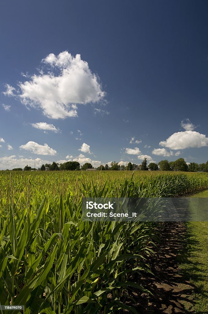 Campo di grano in crescita vicino alla piccola rurale Nebraska Città - Foto stock royalty-free di Nebraska