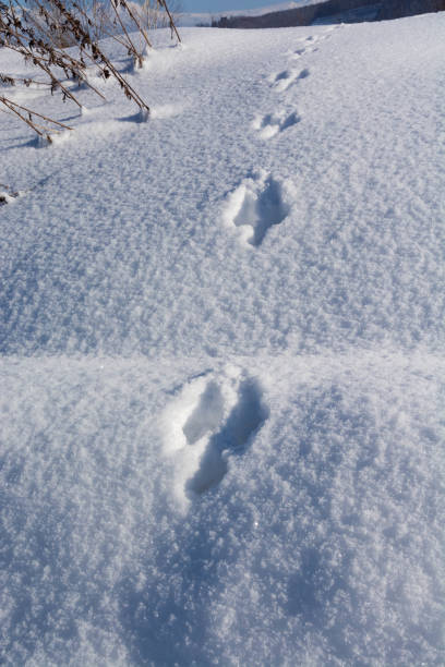 istock Wild animal footprints on snow 1186192318