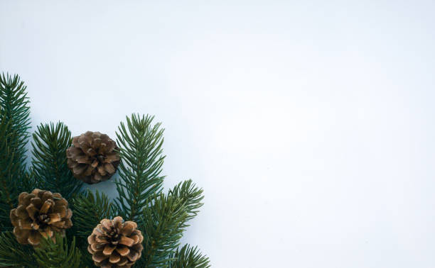 istock close up top view of white mockup background texture with pine branches tree leaves and pinecone and copy space for greeting card and ads banner in merry christmas celebration design concept 1186193582
