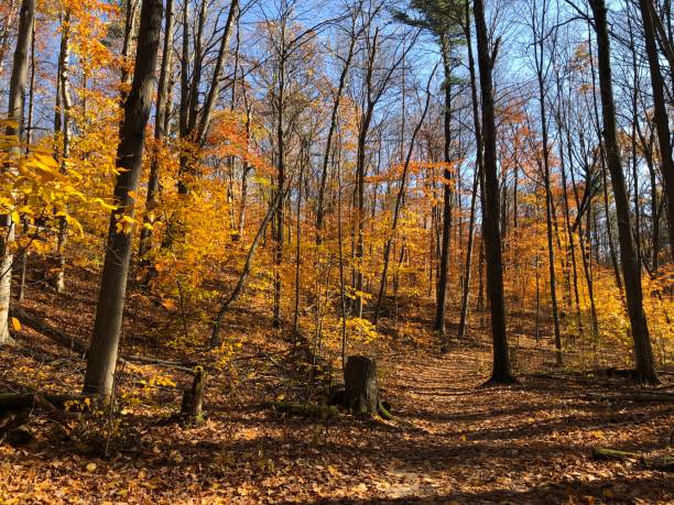 istock Walking in the woods 1186195277