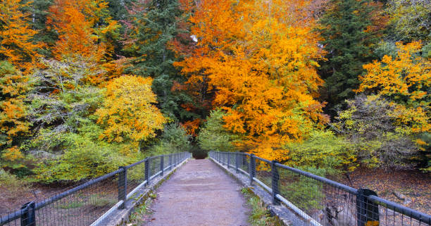 istock Bridge or path that goes into the beech forest of Irati, Navarra Pyrenees 1186197262