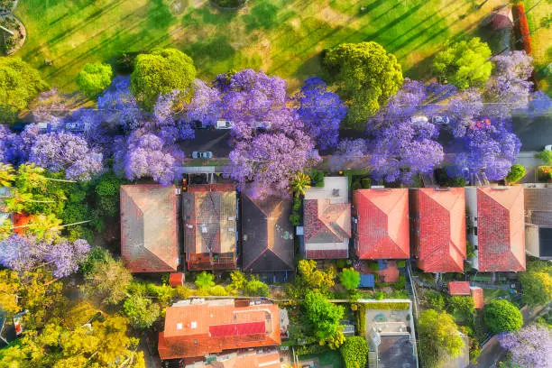 Leafy street in Kirribilli residential wealthy suburb of Sydney during spring season when Jacaranda trees are blossoming and covered by violet flowers. Aerial top down view over street, houses and green park.