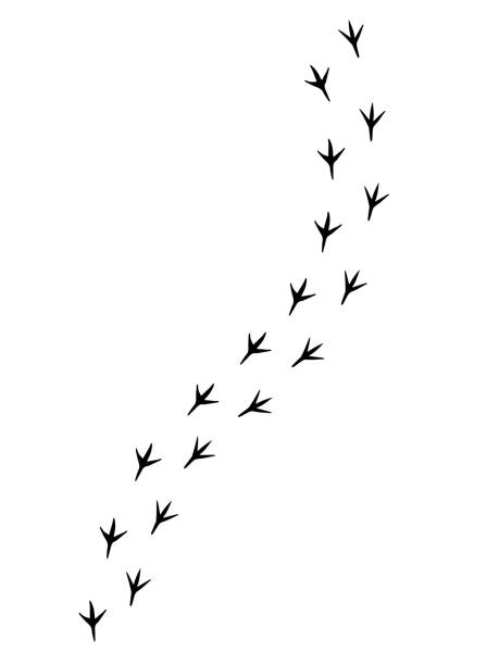 벡터 블랙 버드 발 단계 도로 - bird stock illustrations