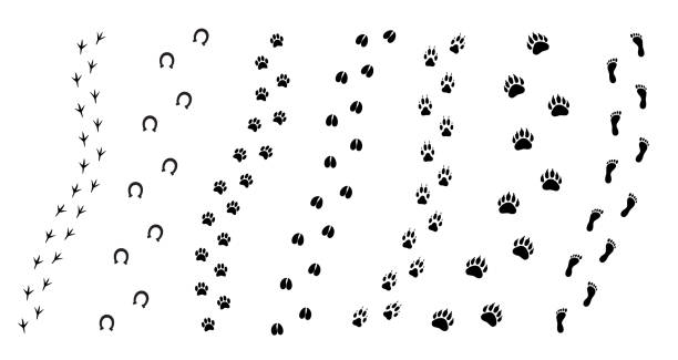 ilustrações de stock, clip art, desenhos animados e ícones de vector flat black set collection of animals foot print path - bird footprint