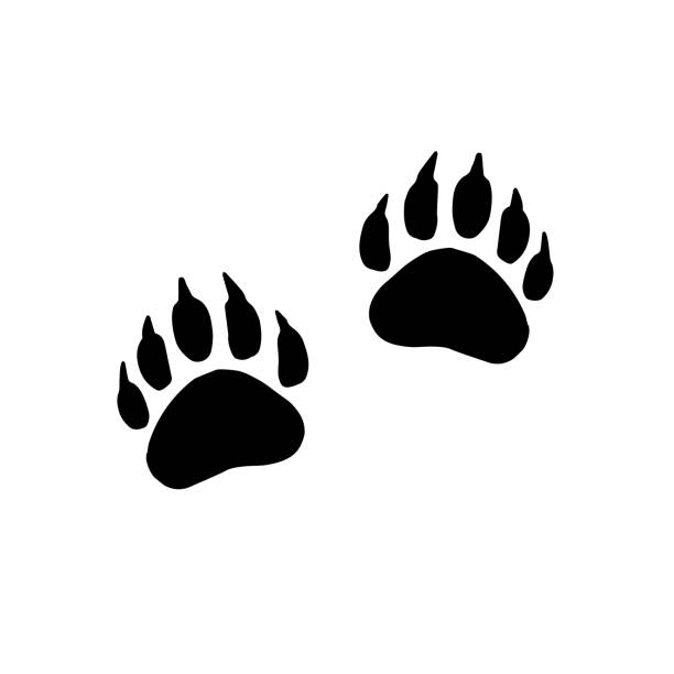 Vector flat black foot prints of grizzly bear steps Vector flat black foot prints of grizzly bear steps isolated on white background graphic print stock illustrations