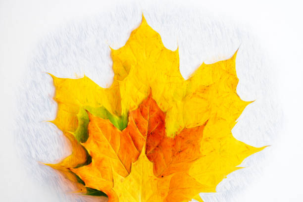Maple leaves of diverse colors and sizes over a Canadian flag. The image is a concept of the multi-cultural society in the North America country.
