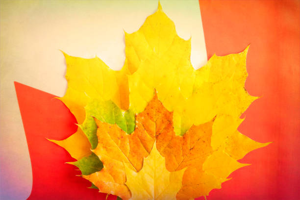 Maple leaves of diverse colors and sizes over a Canadian flag. The image is a concept of the multi-cultural society in the North America country.