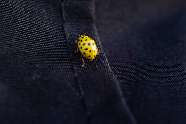 istock macro shot of insects. spiders, beetles and ladybugs 1186202777