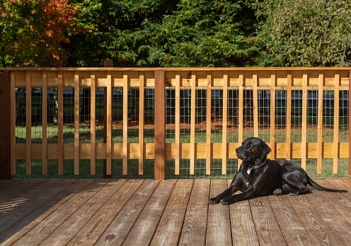 Happy dog sunbathing on warm deck in the Autumn. Carefree and happy domestic animal pet.