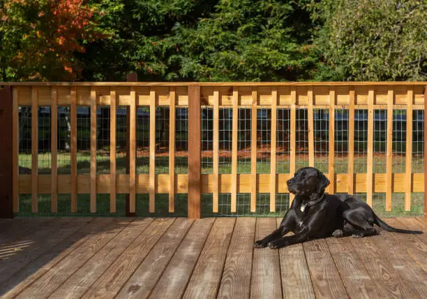 Photo of Happy dog sunbathing on warm deck in the Autumn. Carefree and happy domestic animal pet.