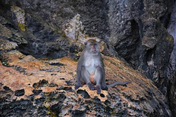 Macaque long tailed monkey, playing along the ocean sea cliffs around islands close to Phuket and Bangkok. Constitute a genus of Macaca of gregarious Old World monkeys, subfamily Cercopithecinae, in Thailand. Asia. mono macaco de cola larga, jugando a lo largo de los acantilados del mar alrededor de las islas cerca de phuket y bangkok. constituye un género de macaca de monos gregarios del viejo mundo, subfamilia cercopithecinae, en tailandia. asia.