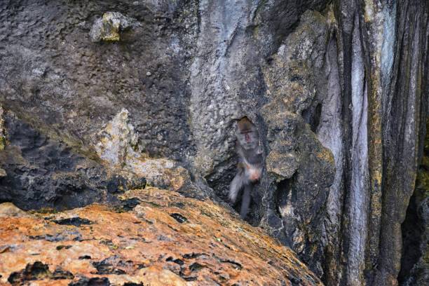 Macaque long tailed monkey, playing along the ocean sea cliffs around islands close to Phuket and Bangkok. Constitute a genus of Macaca of gregarious Old World monkeys, subfamily Cercopithecinae, in Thailand. Asia. mono macaco de cola larga, jugando a lo largo de los acantilados del mar alrededor de las islas cerca de phuket y bangkok. constituye un género de macaca de monos gregarios del viejo mundo, subfamilia cercopithecinae, en tailandia. asia.