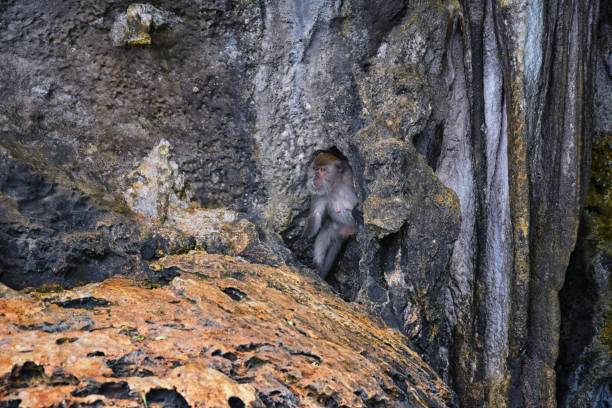 Macaque long tailed monkey, playing along the ocean sea cliffs around islands close to Phuket and Bangkok. Constitute a genus of Macaca of gregarious Old World monkeys, subfamily Cercopithecinae, in Thailand. Asia. mono macaco de cola larga, jugando a lo largo de los acantilados del mar alrededor de las islas cerca de phuket y bangkok. constituye un género de macaca de monos gregarios del viejo mundo, subfamilia cercopithecinae, en tailandia. asia.