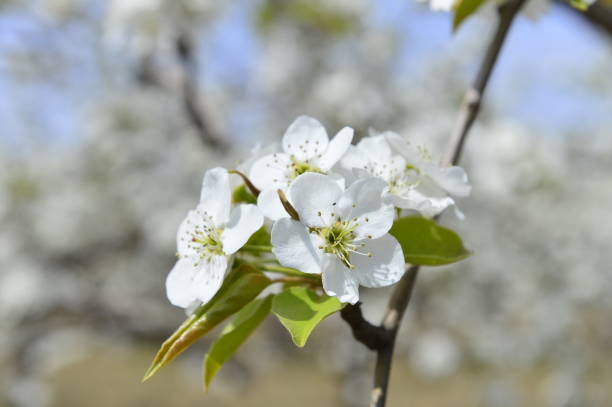 istock Pear flower in full bloom in spring 1186206716