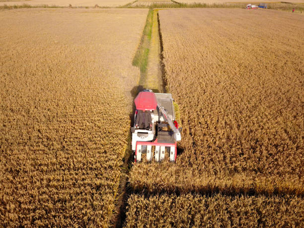 istock Mature rice in the field 1186207552