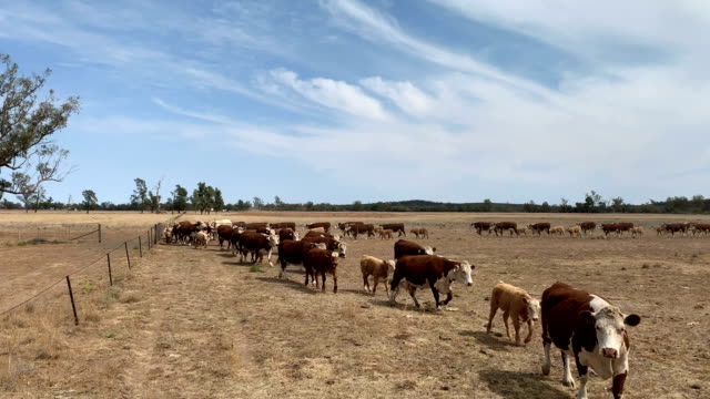 Drought affected farm land and Hereford cattle