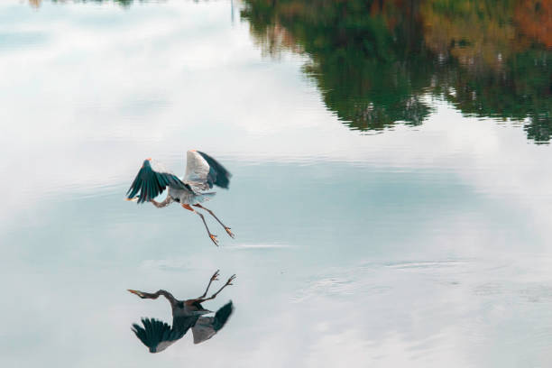 istock Great blue heron in flight over pond with colorful trees 1186207835