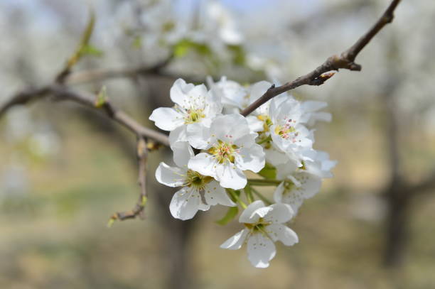 istock Pear flower in full bloom in spring 1186209115