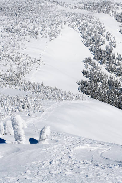 istock The snow covered trees in winter 1186211995