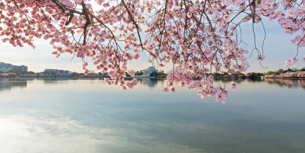 istock Washington DC panorama around Tidal Basin reservoir at sunrise during cherry blossom. 1186212203