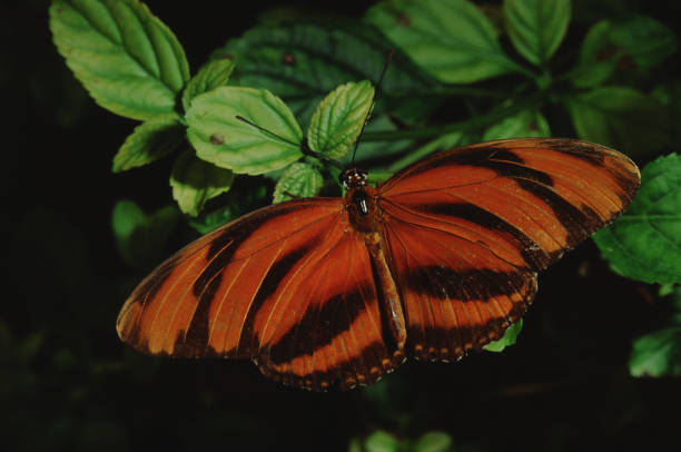 Banded Orange Tiger Butterfly (Dryadula Phaetusa)