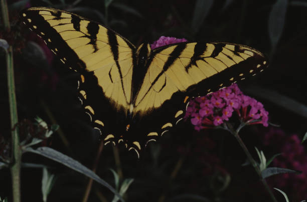 istock Eastern Tiger Swallowtail Butterfly (Papilio Glaucus) 1186213110