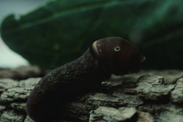 istock Eastern Tiger Swallowtail Butterfly Larva Caterpillar (Papilio Glaucus) 1186213138
