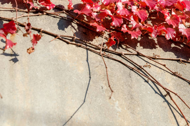 istock Red autumn leaf on the brown wall. 1186213637