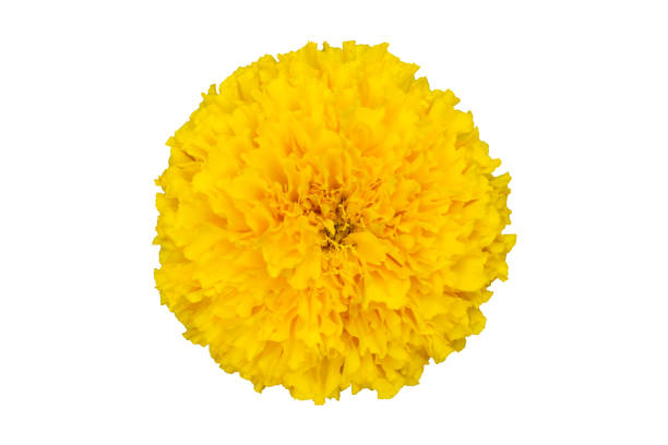 Isolated yellow marigold flower on a white background.