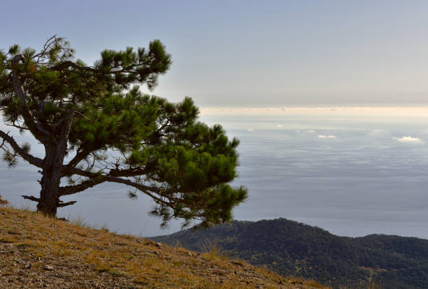 istock Pine above the clouds and the sea 1186214556