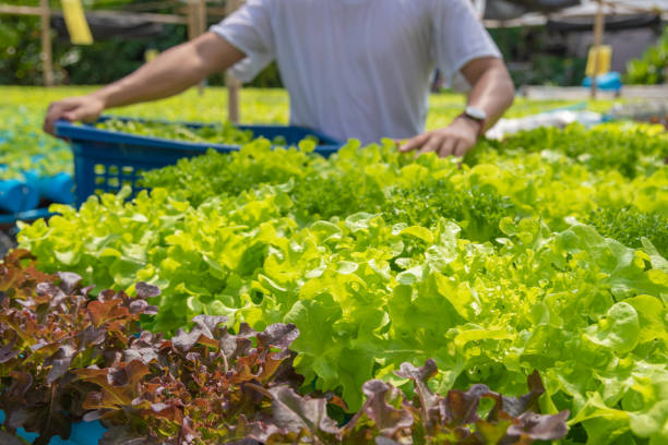 istock Harvesting hydroponics vegetables, non-toxic. Planted by water no soil beautiful tree asian style. 1186217970