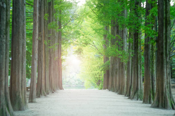Landscape of tree tunnel walkway in South Korea