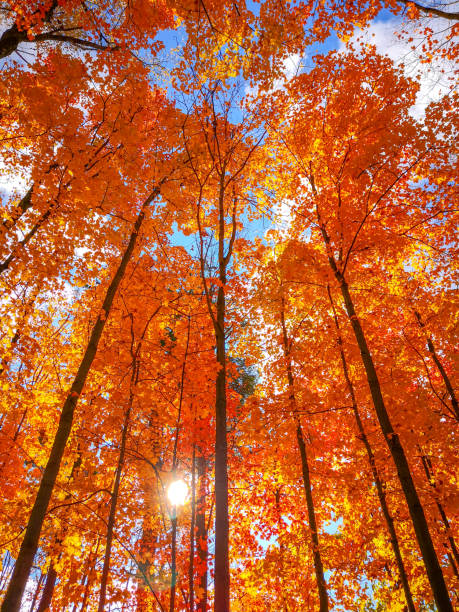 sugar maple trees in autunno al boyd conservation park di woodbridge, ontario, canada - sugar maple foto e immagini stock