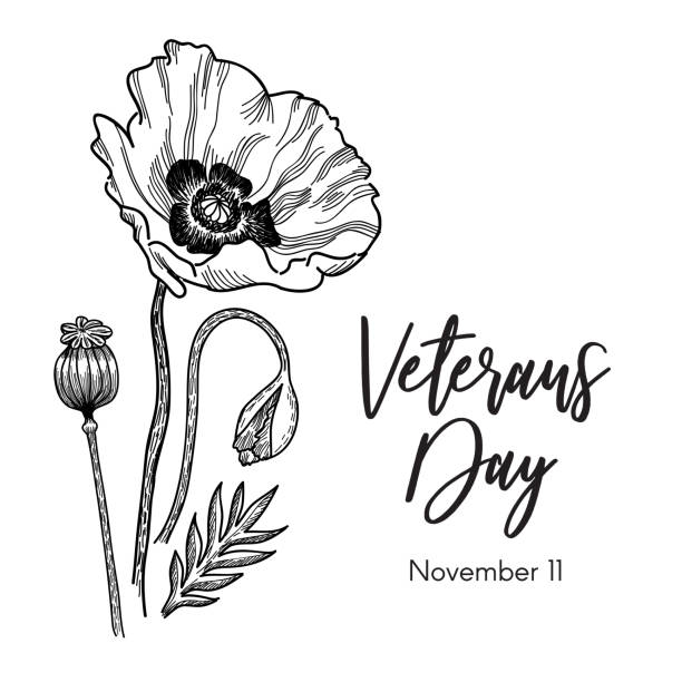 ilustrações, clipart, desenhos animados e ícones de tributo do dia dos veteranos com ilustração do vetor do esboço da tinta da papoila - poppy corn poppy remembrance day single flower