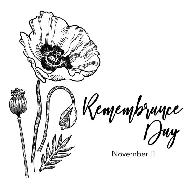 Remembrance Day Tribute with Poppy Ink Sketch Vector Illustration Remembrance Day Tribute with Poppy Ink Sketch Vector Illustration oriental poppy stock illustrations