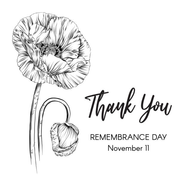 ilustraciones, imágenes clip art, dibujos animados e iconos de stock de homenaje del día del recuerdo con ilustración vectorial de boceto de tinta de amapola - poppy corn poppy remembrance day single flower