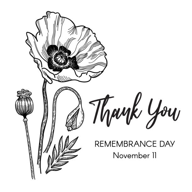 ilustrações, clipart, desenhos animados e ícones de tributo do dia da lembrança com ilustração do vetor do esboço da tinta da papoila - poppy corn poppy remembrance day single flower