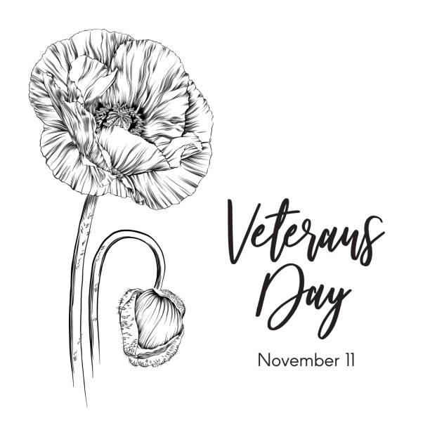 ilustrações, clipart, desenhos animados e ícones de tributo do dia dos veteranos com ilustração do vetor do esboço da tinta da papoila - poppy corn poppy remembrance day single flower