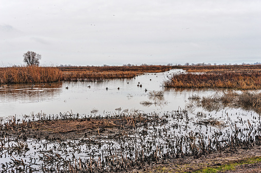 The Sacramento National Wildlife Refuge near Williams California on this day has many ducks in the various waterways and many birds in flight overhead on this cloudy overcast day.