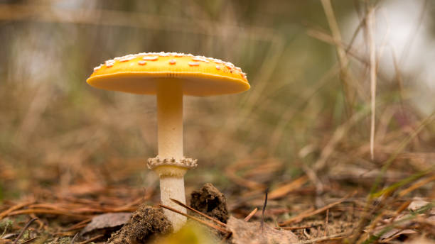istock Autumn mushrooms in the forest 1186222484