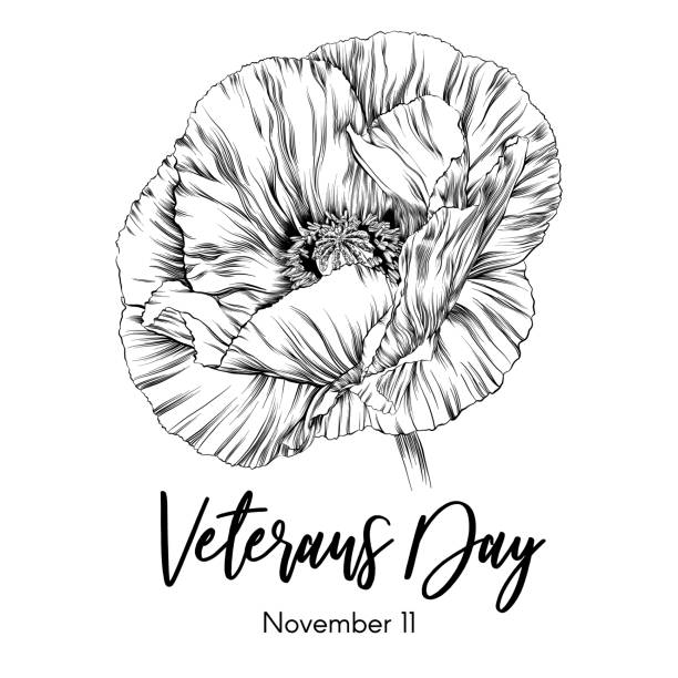 ilustraciones, imágenes clip art, dibujos animados e iconos de stock de homenaje del día de los veteranos con ilustración vectorial de boceto de tinta de amapola - poppy corn poppy remembrance day single flower