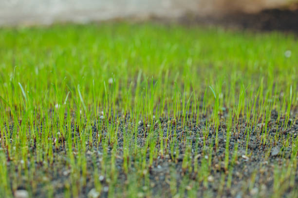istock Fresh green spring grass with dew drops closeup with sun on natural defocused light nature bokeh background, Lawn grass sprouting, sowing crops and grains 1186225989