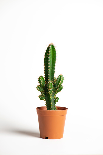 Cactus plant on white background.