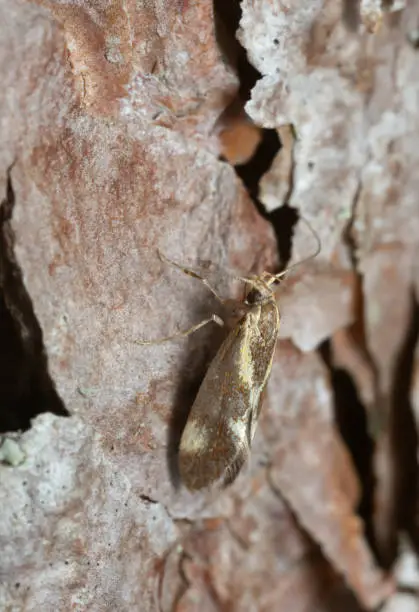 Photo of Concealer moth, Metalampra cinnamomea photographed with high magnification