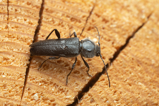 Female old house borer, Hylotrupes bajulus laying eggs in pine wood, this woodboring beetle can be a pest in old houses.