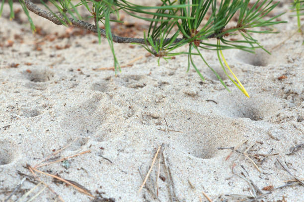 Antlion sand pit trap in sandy environment photographed in sweden.