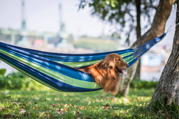 istock Golden Retriever sleeps in a hammock 1186237465