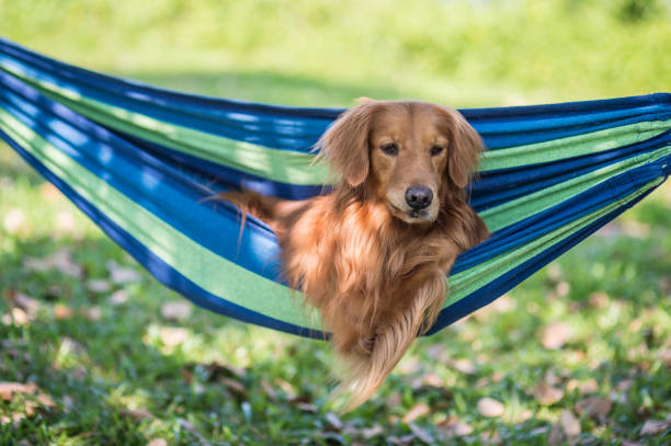 istock Golden Retriever sleeps in a hammock 1186237474