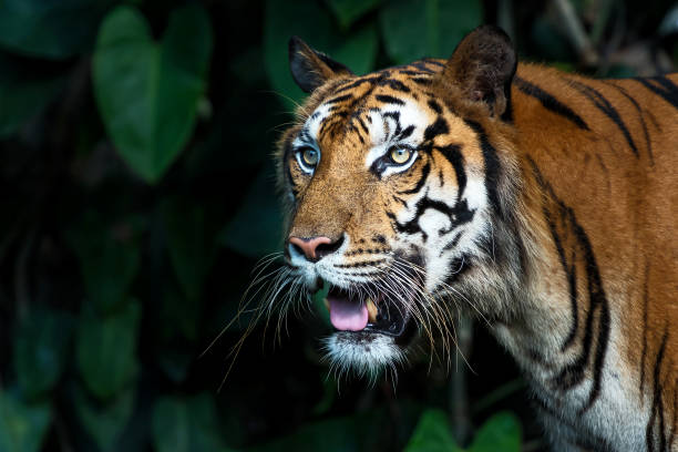 istock Photos of tiger naturally. 1186239364