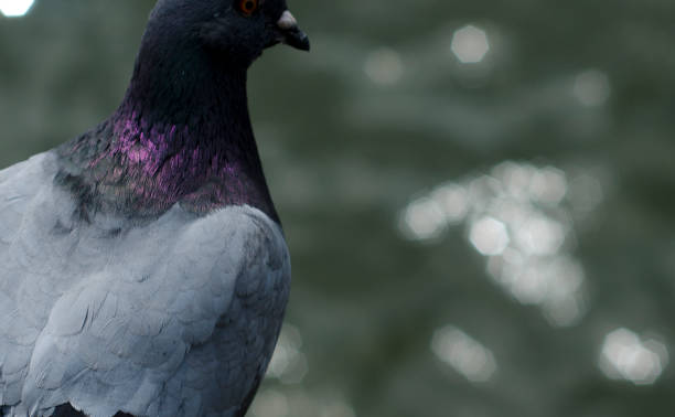 istock Purple Pigeon Neck 1186239759
